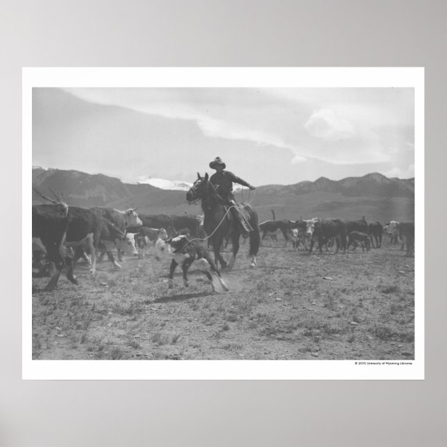 Cowboy roping a calf for spring branding. poster (Front)