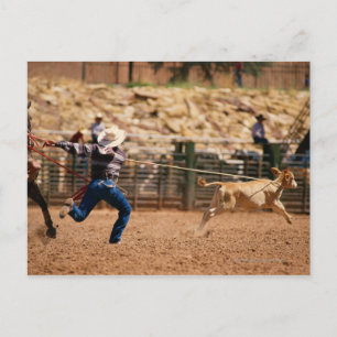 Cowboy roping calf in rodeo postcard