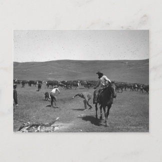 Cowboys branding postcard