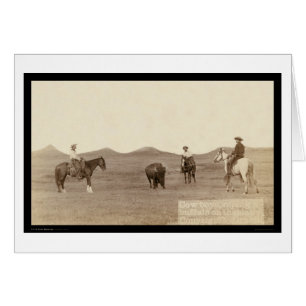 Cowboys Roping A Buffalo SD 1887