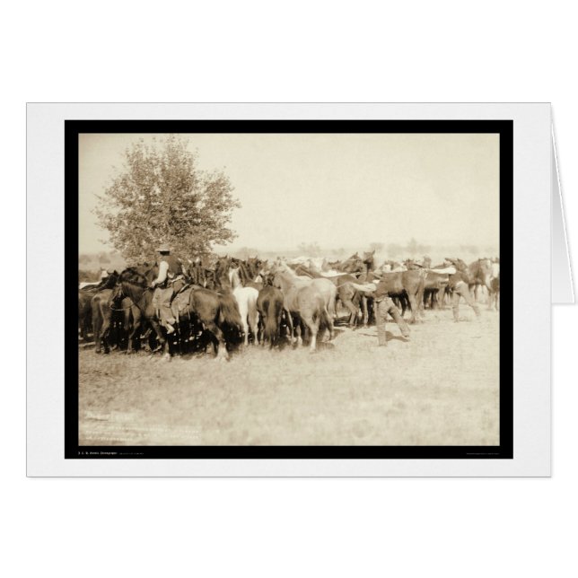 Cowboys Roping a Herd of Horses SD 1887 (Front Horizontal)