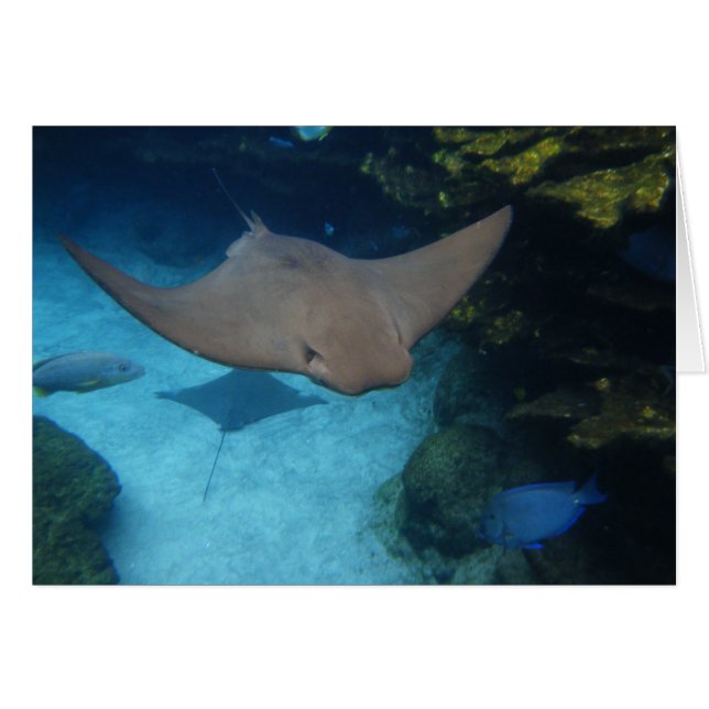 Cownose Ray (Front Horizontal)