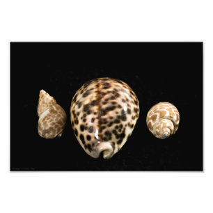 Cowrie Cones 2 Photo Print