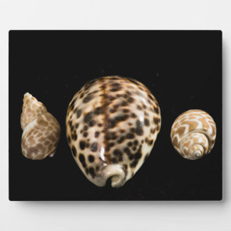 Cowrie Cones 2 Plaque