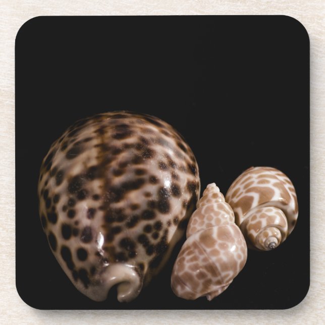 Cowrie Cones Cork Coaster (Front)
