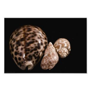 Cowrie Cones Photo Print