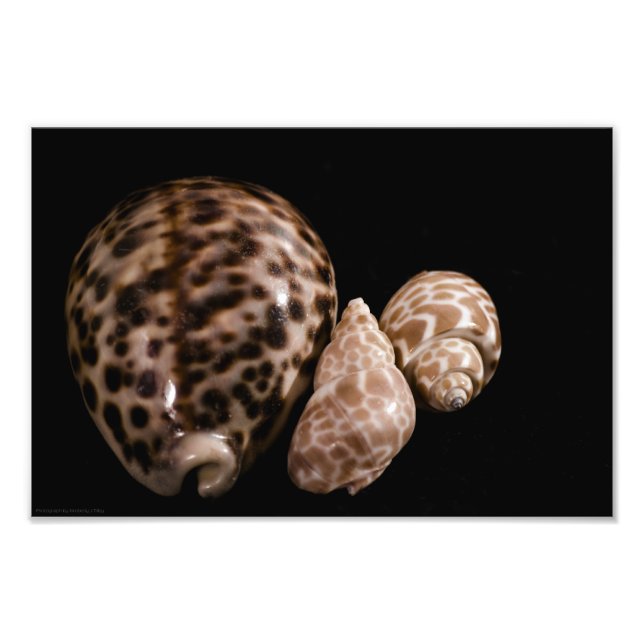 Cowrie Cones Photo Print (Front)