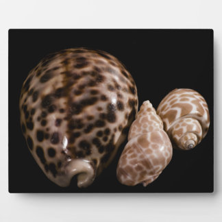 Cowrie Cones Plaque