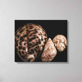 Cowrie Cones Wrapped Canvas