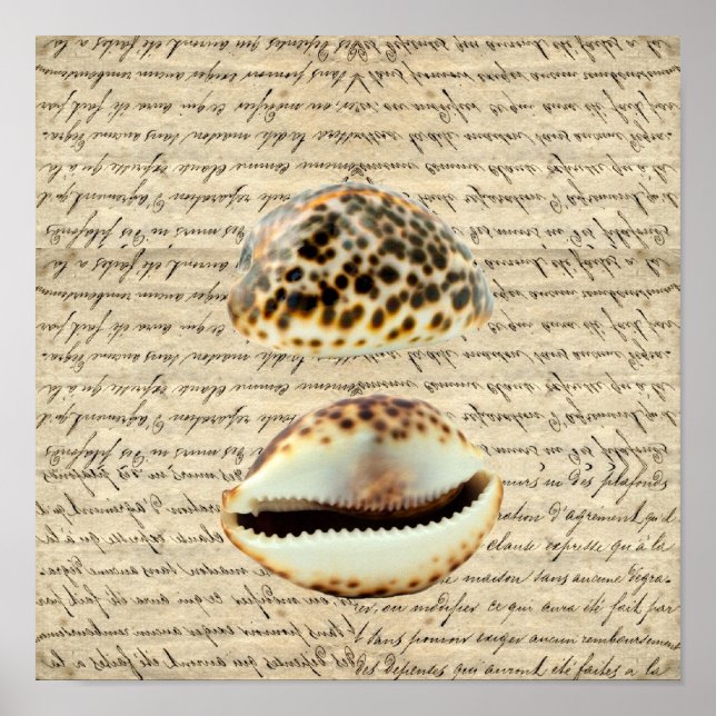Cowrie shells poster (Front)
