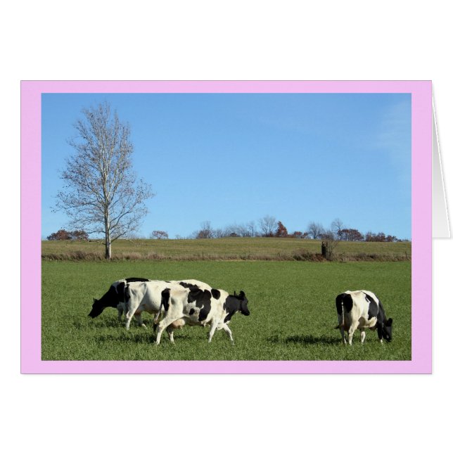 Cows (Front Horizontal)