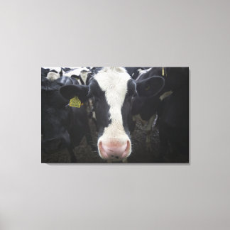 Cows 3 canvas print