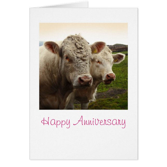 Cows anniversary card (Front)