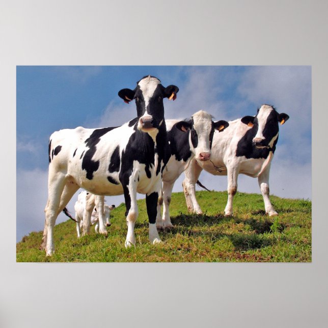 Cows are cool poster (Front)