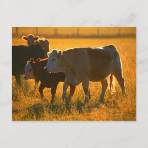 Cows at pasture 2 postcard