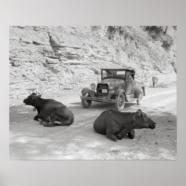 Cows Blocking Road, 1940. Vintage Photo Poster (Front)
