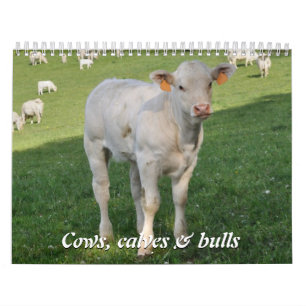 Cows, calves & bulls 2016 calendar