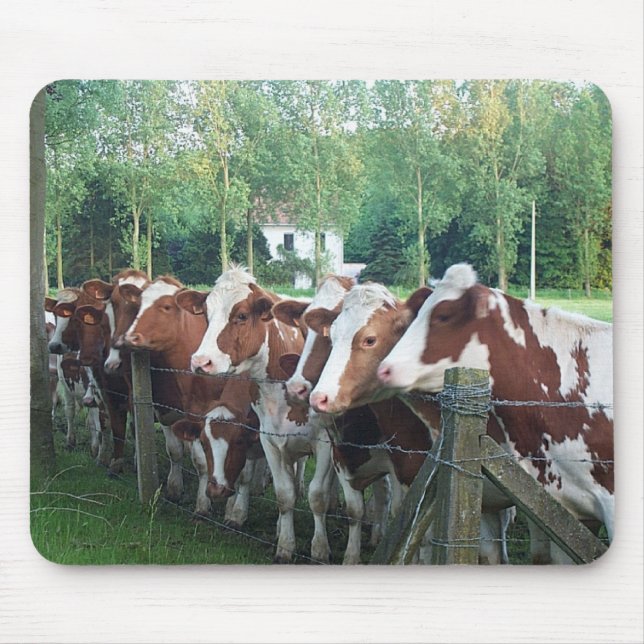 Cows Curious Mouse Pad (Front)
