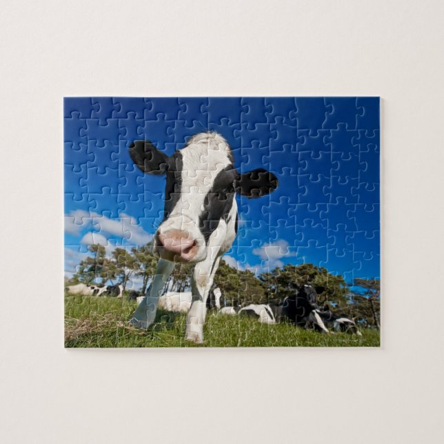 Cows feeding on pasture 2 jigsaw puzzle (Horizontal)