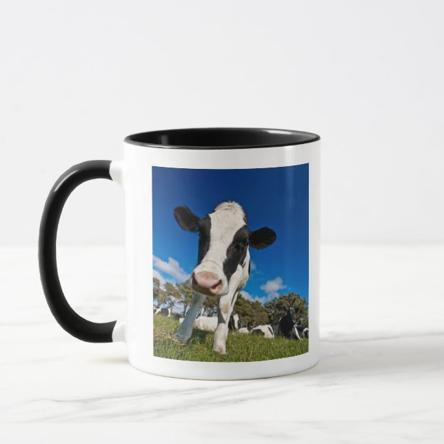 Cows feeding on pasture 2 mug (Left)