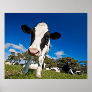 Cows feeding on pasture 2 poster