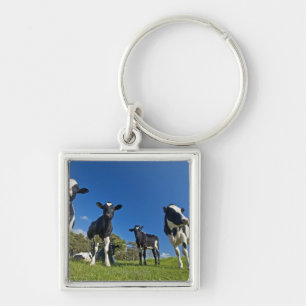 Cows feeding on pasture key ring