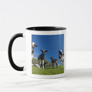Cows feeding on pasture mug