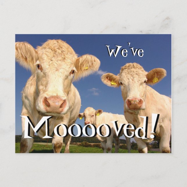 Cows funny We've Moved New Address Postcard (Front)