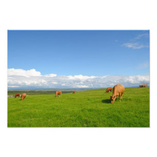 Cows grazing in a meadow in Ireland photo print
