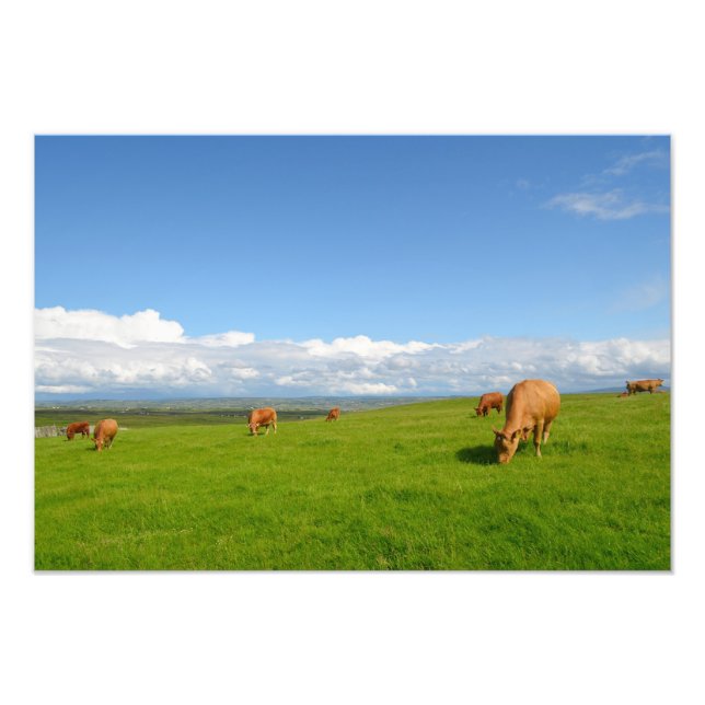 Cows grazing in a meadow in Ireland photo print (Front)