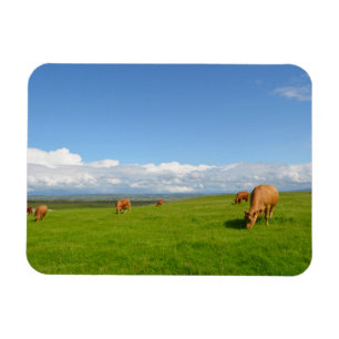Cows grazing in a meadow, Ireland rectangle magnet