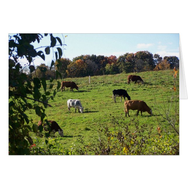 Cows Grazing in Autumn Field (Front Horizontal)