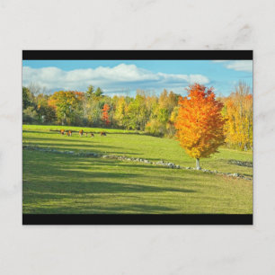 Cows Grazing In Colourful Fall Farm Field Maine Postcard