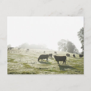 Cows grazing in field in morning light. postcard
