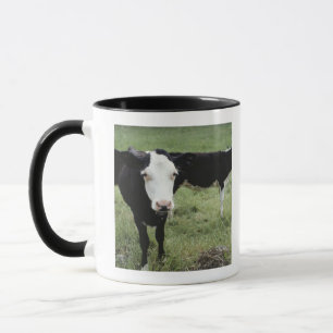 Cows grazing in meadow, Nova Scotia, Canada Mug