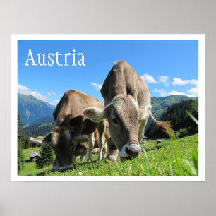 Cows Grazing in Mountains, Austrian Alps Poster