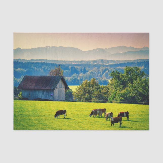 Cows Grazing Peacefully in a Bucolic Setting Tissue Paper (Front)