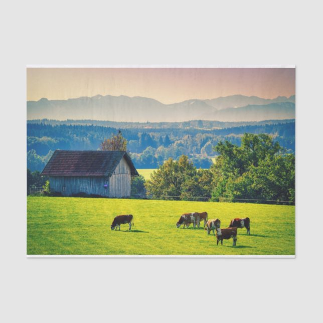 Cows Grazing Peacefully in a Bucolic Setting Tissue Paper (Front)
