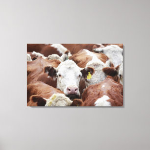 Cows in a corral canvas print