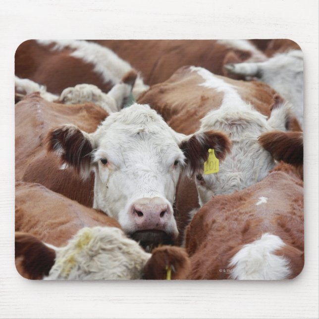 Cows in a corral mouse pad (Front)