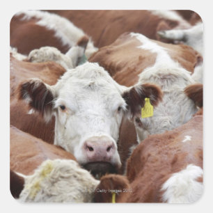 Cows in a corral square sticker