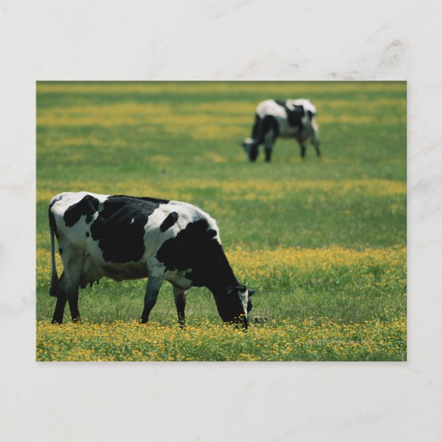 Cows in a Field of Flowers Postcard (Front)