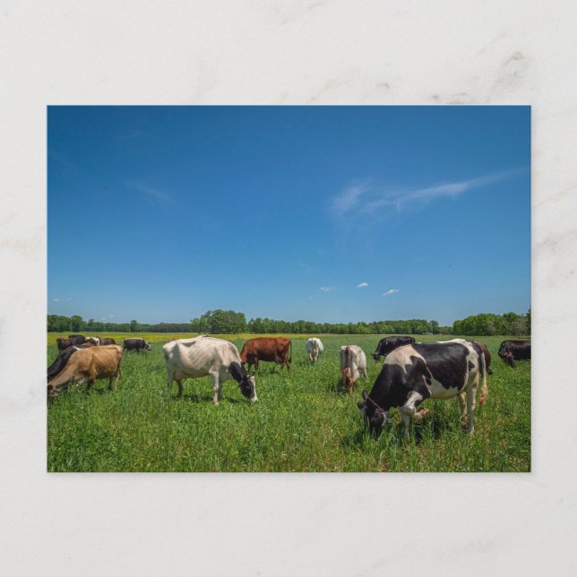 Cows in a Field Postcard (Front)