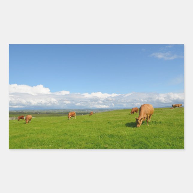 Cows in a meadow in Ireland rectangular sticker (Front)
