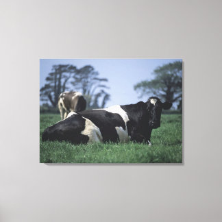 cows in a pasture canvas print