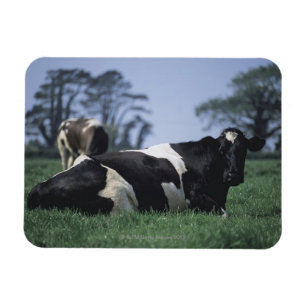 cows in a pasture magnet
