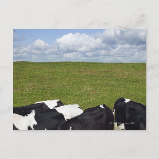 Cows in a pasture. postcard (Front)