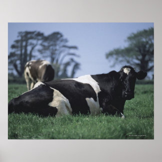 cows in a pasture poster