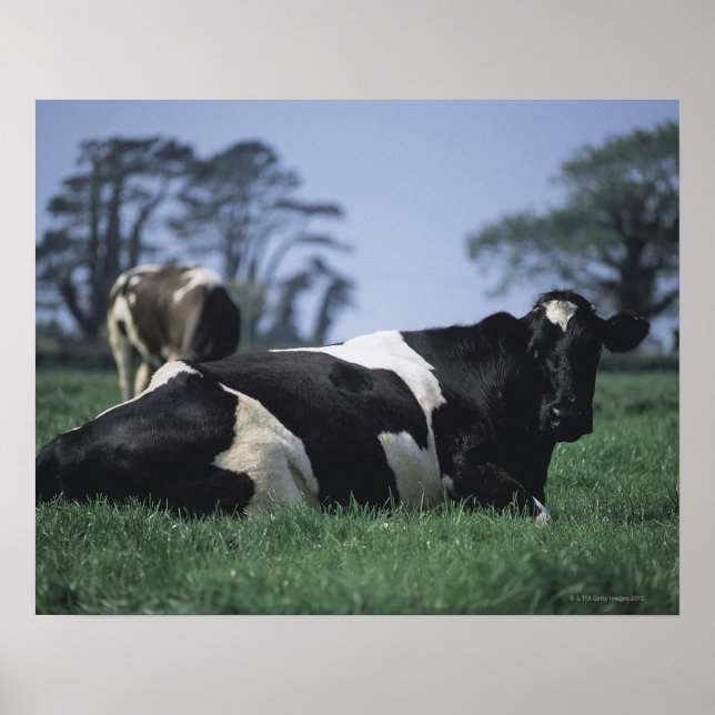 cows in a pasture poster (Front)
