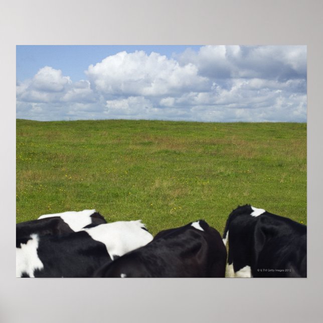 Cows in a pasture. poster (Front)